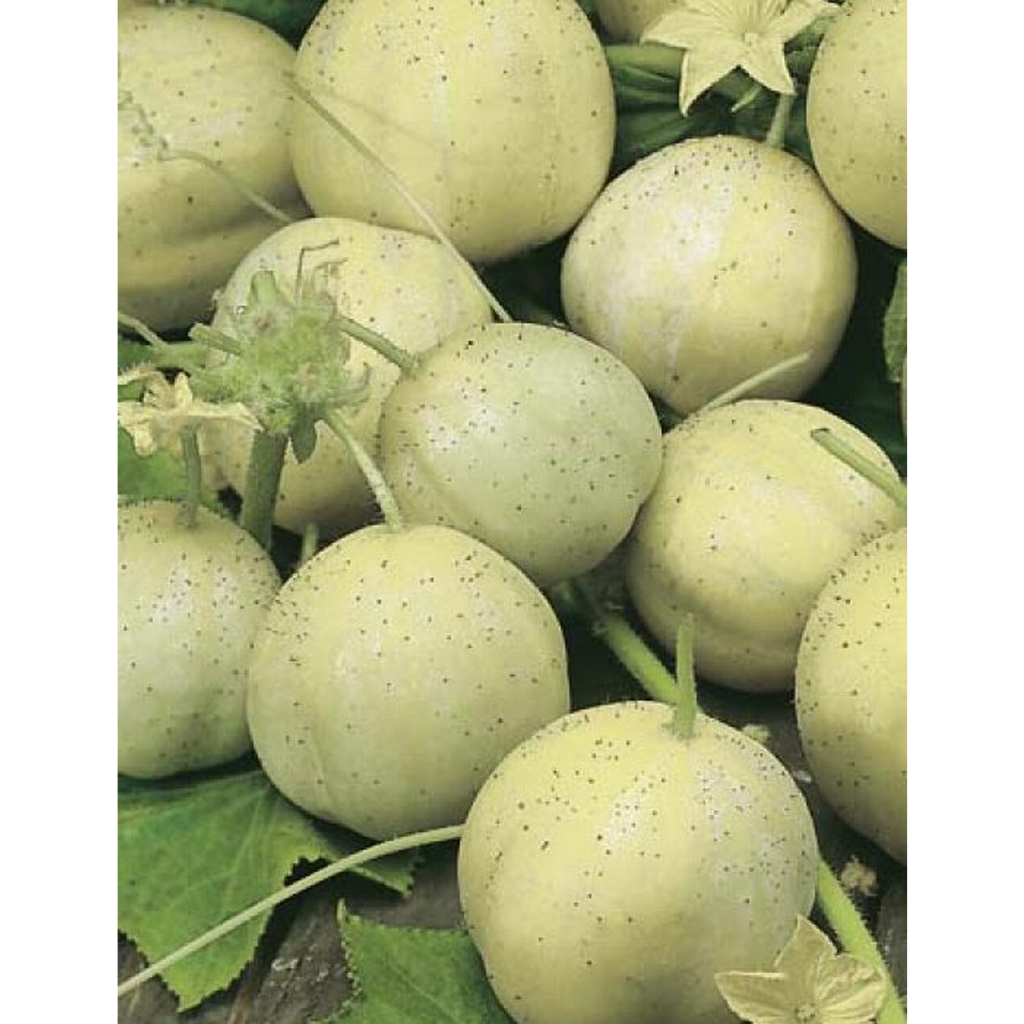 Benih Bibit Biji - Cucumber Crystal Apple Mentimun Kristal Apel Heirloom Seeds - IMPORT