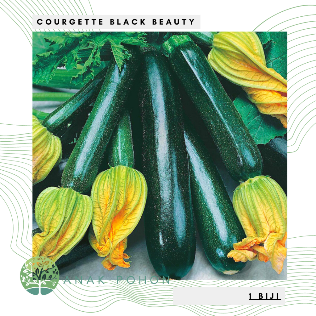 Benih Bibit Biji - Courgette Black Beauty Zucchini Zukini Seeds - IMPORT