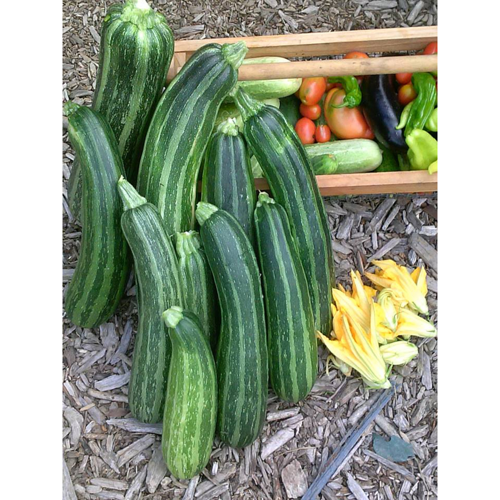 Benih Bibit Biji - Courgette Striato D’Italia Italian Zucchini Zukini Heirloom Seeds - IMPORT