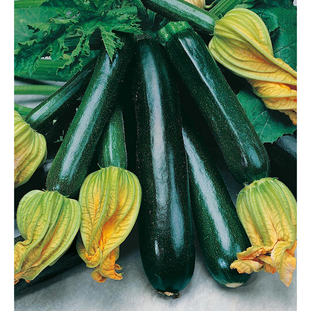 Benih Bibit Biji - Courgette Black Beauty Zucchini Zukini Seeds - IMPORT