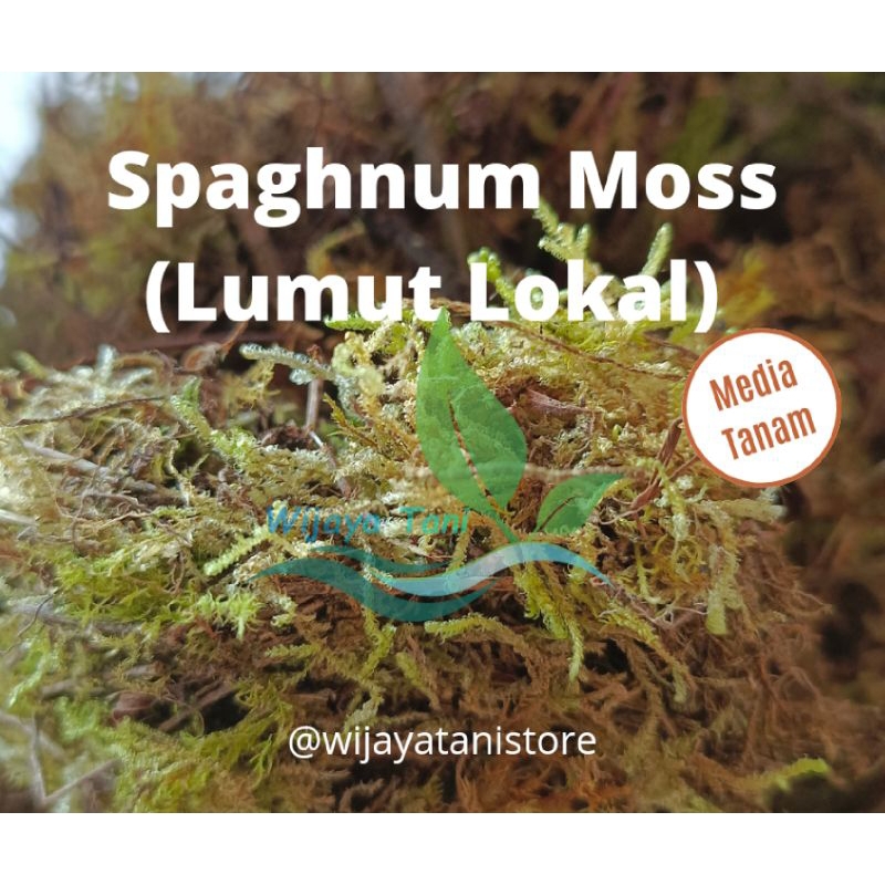 Moss Spaghnum | Lumut Hutan | Media Tanam Moss
