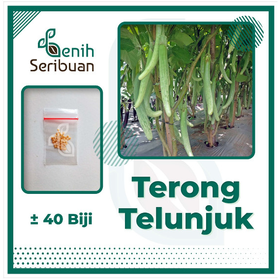 40 Benih Terong Telunjuk Lurik Sayuran Tunjuk Medan Unggul