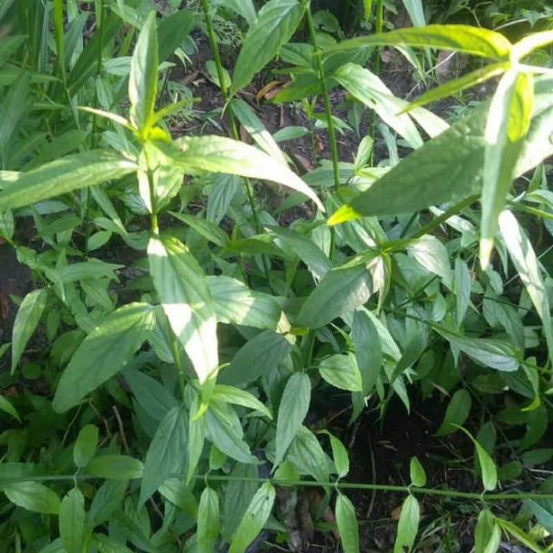 

Daun belalai gajah frees kalingsir 100 gram