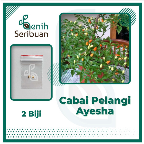 2 Benih Cabe Pelangi Ayesha Rainbow Unik Tanaman Hias Cabai