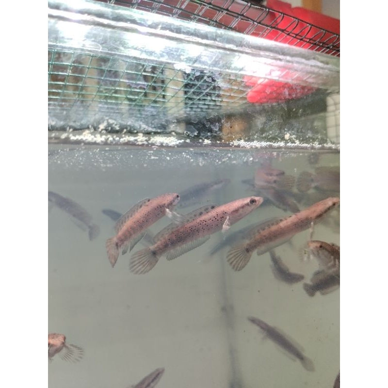 channa blue pulchra 6-7cm