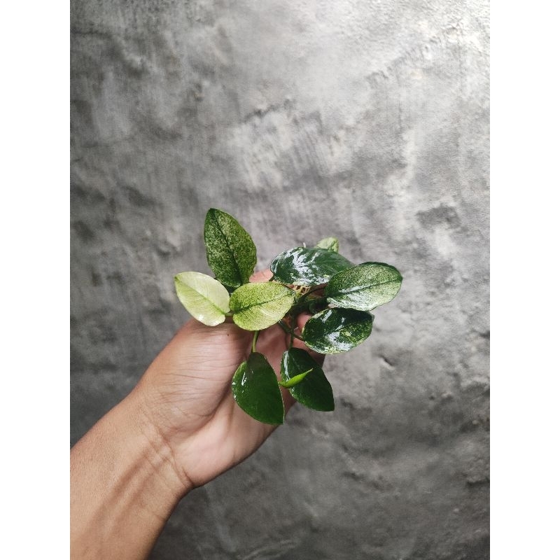Anubias pinto calon indukan size MP tanaman aquascape | akuarium low co2