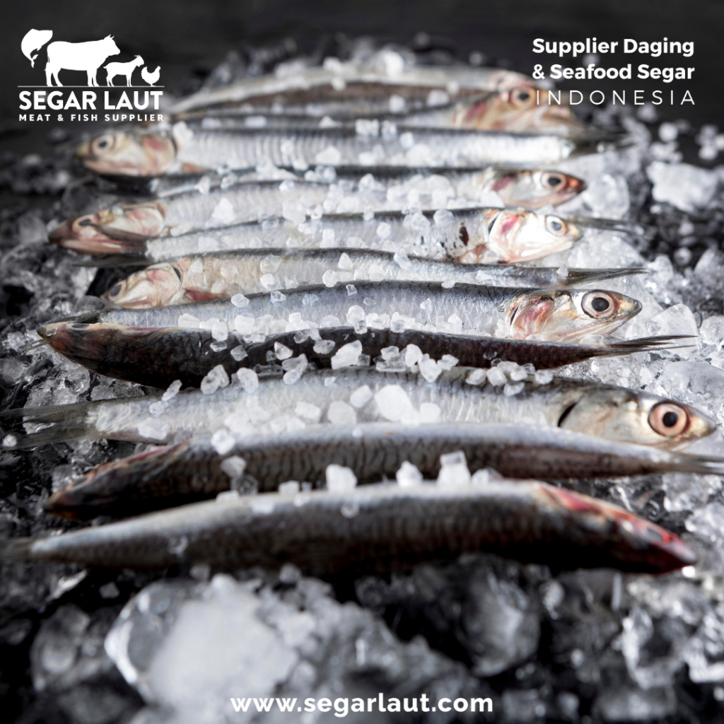 

Ikan Shisamo Jepang | Capelin Ikan Telur | komochi Shisamo | Premium