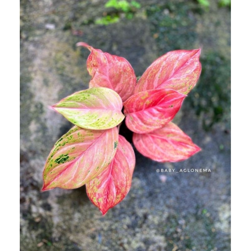 Tanaman Hias Aglonema Bidadari Mutasi Bunga Aglonema Aglaonema Bidadari Mutasi Merah