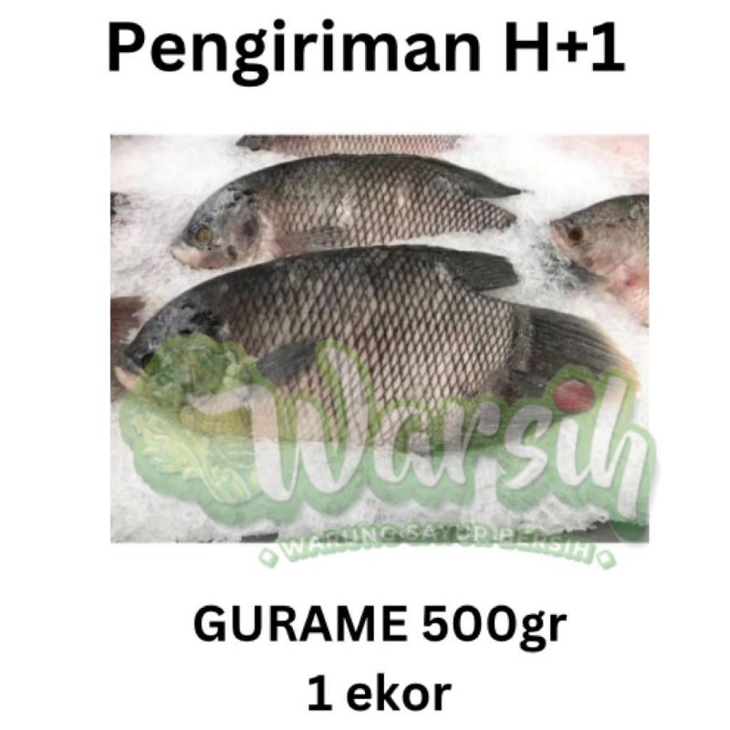 

WARSIH • IKAN GURAME SEGAR 500GR