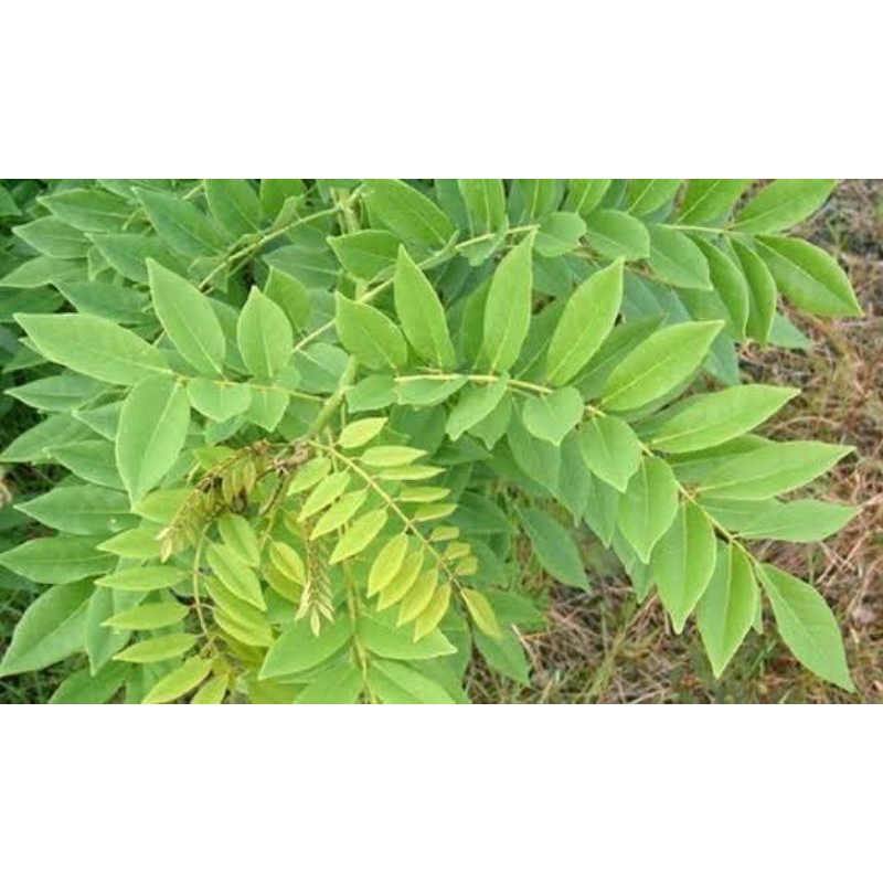 

herbal daun gamal/daun gamal 1kg