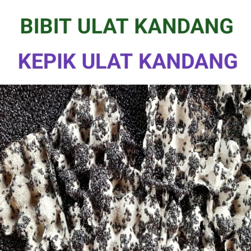 kepik ulat kandang siap produksi // bibit ulat kandang