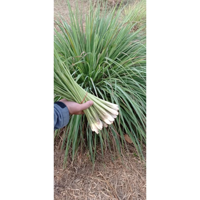 

Sereh Dapur Segar 1 Kg