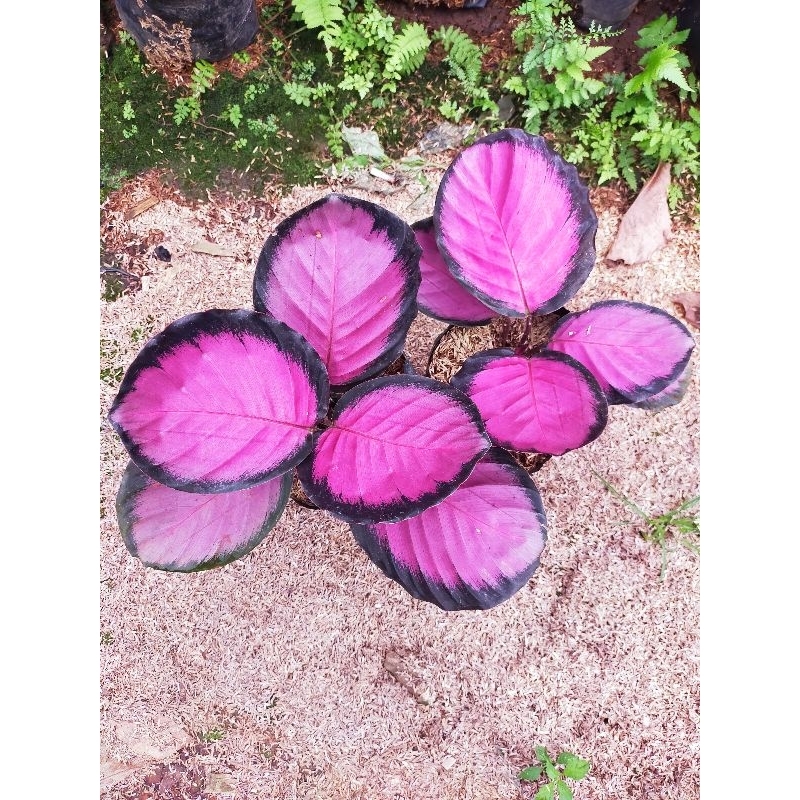 Calatea crimson
