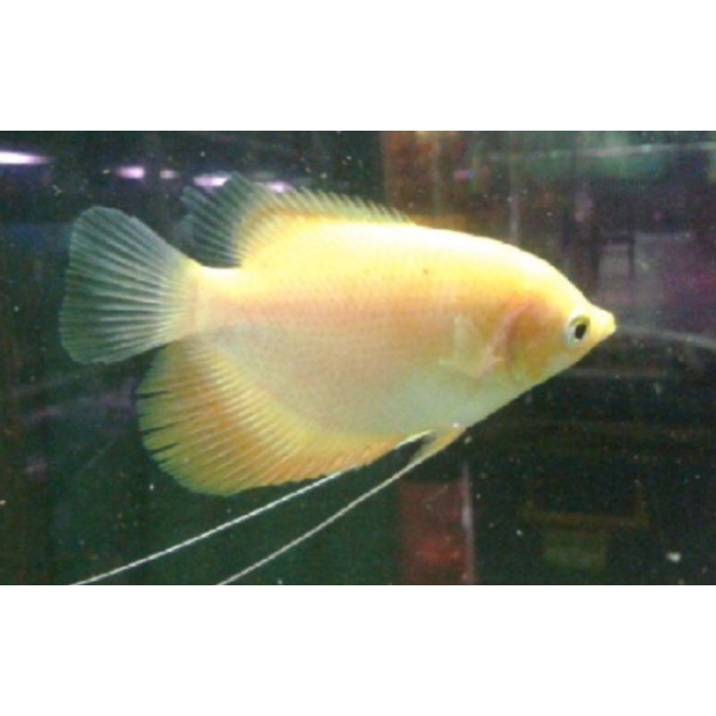 hiasan akuarium gurame Padang