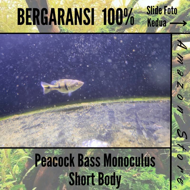 Ikan Peacock Bass Monoculus Short Body / Pbass Mono SB