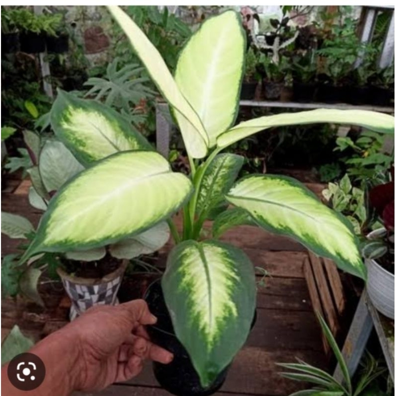 tanaman hias aglonema tissu lokal / difen tisu lokal