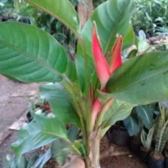 Tanaman hias heliconia / pisang pisangan bali