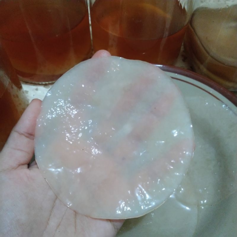 

Bibit scoby Jamur Teh Kombucha/Jamur Dipo Organik berkualitas