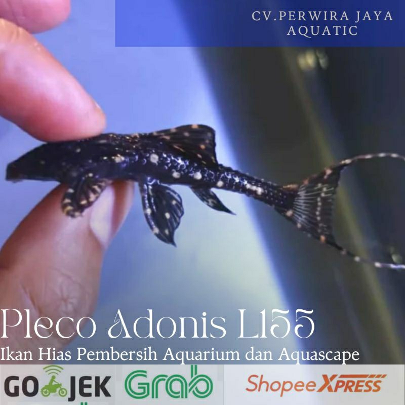 Adonis Pleco L155 Alga Eater Pembersih & Hiasan Aquarium