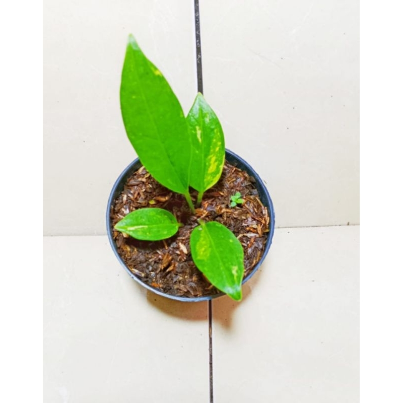 jemani cobra varigata