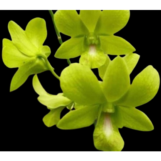 Dendrobium Arindang Green