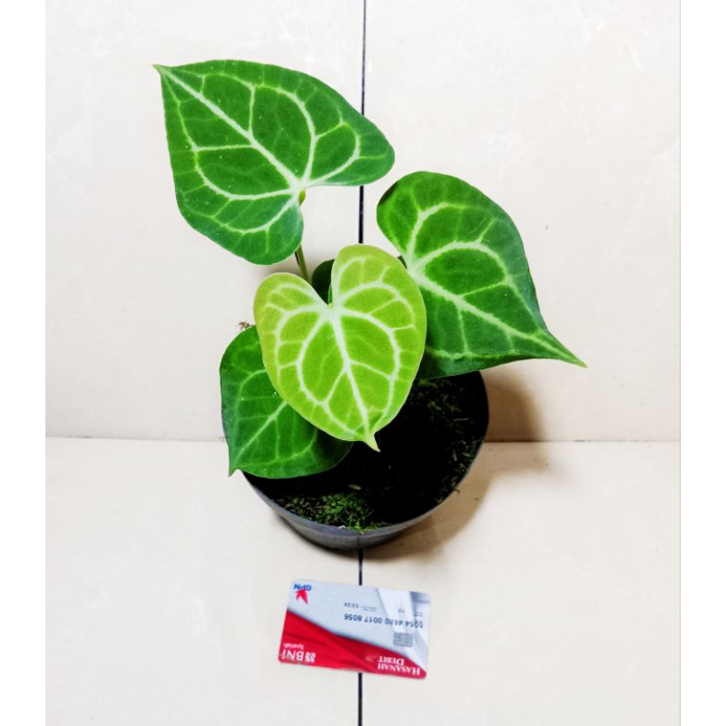 kuping gajah clarinervium