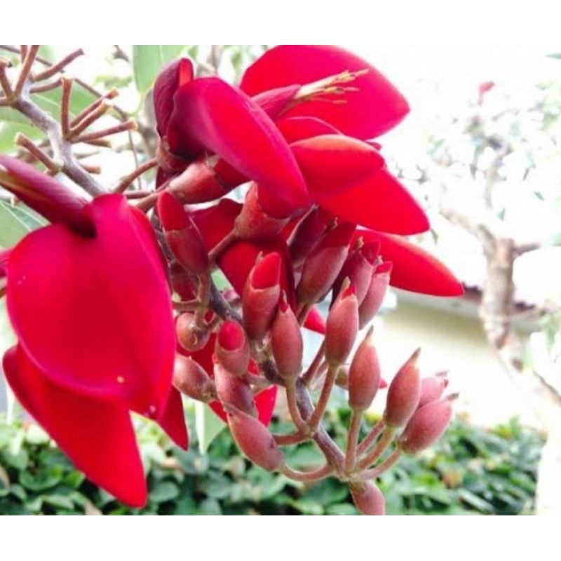Tanaman pohon dadap bunga merah 2 meter