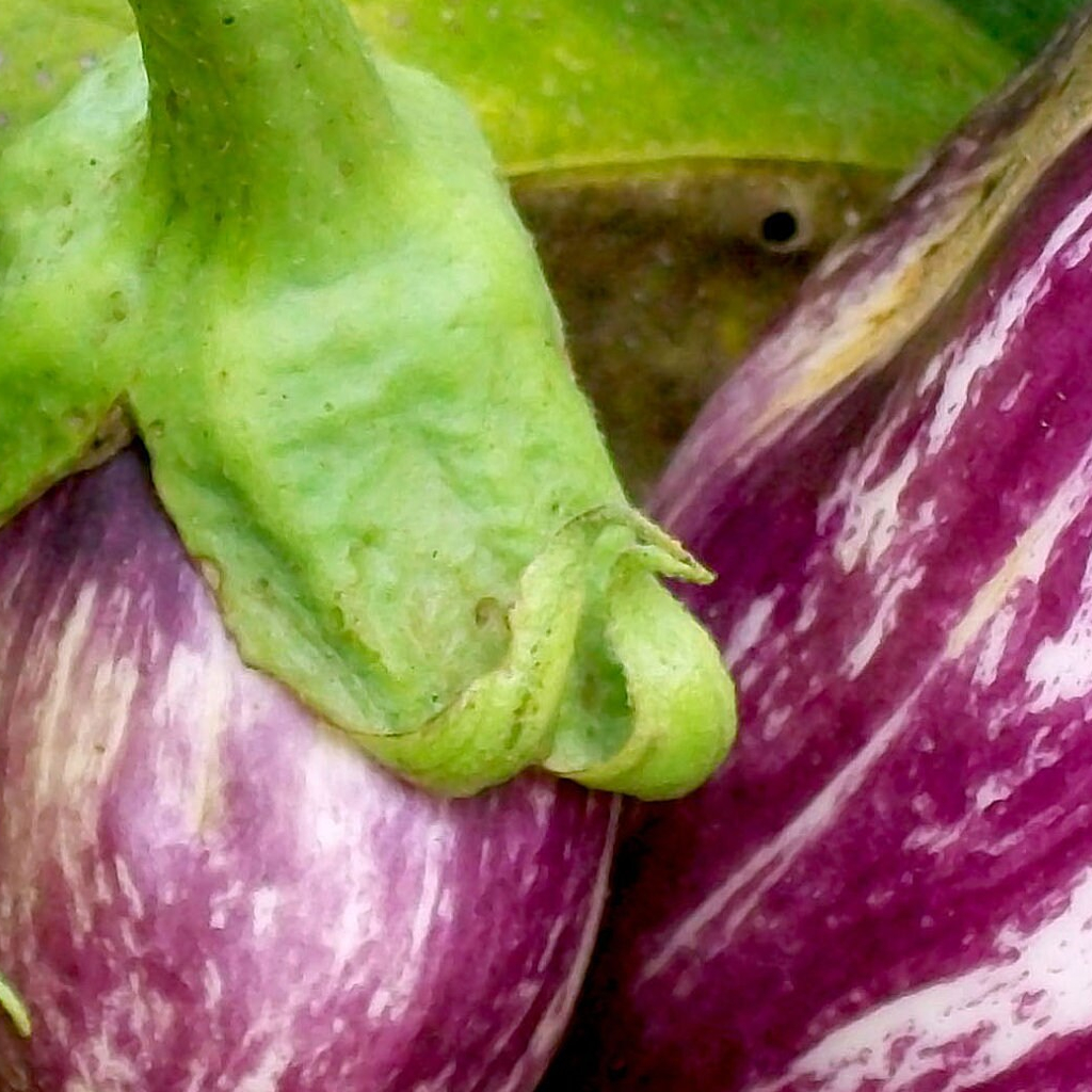 Benih Bibit Biji - Aubergine Listada De Gandia Terong Ungu Bergaris Putih Seeds - IMPORT