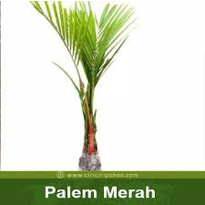 Tanaman hias/pohon hias outdor palm merah