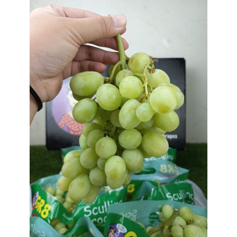 

Buah anggur hijau manis tanpa biji 1kg / anggur hijau manis