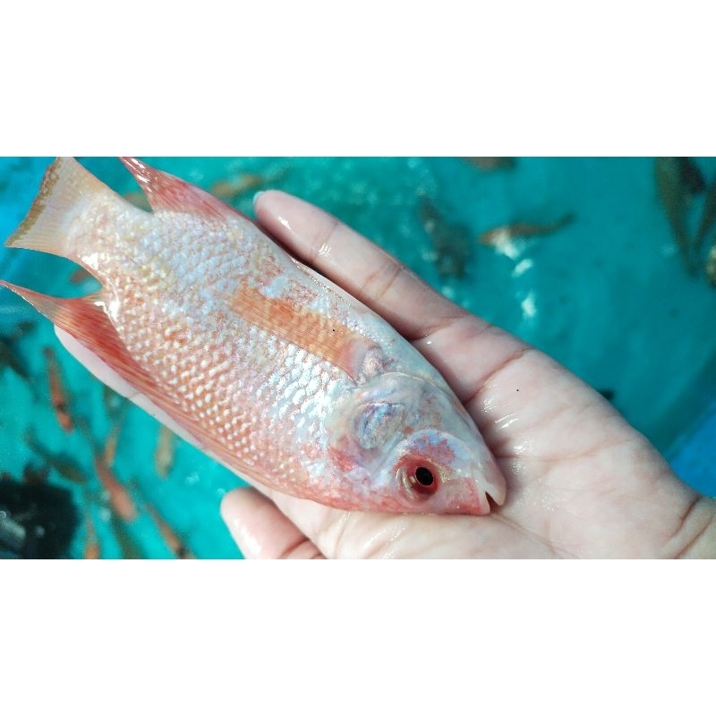 bibit Nila merah 3 jari / nila merah ukuran 3 jari sehat berkwalitas