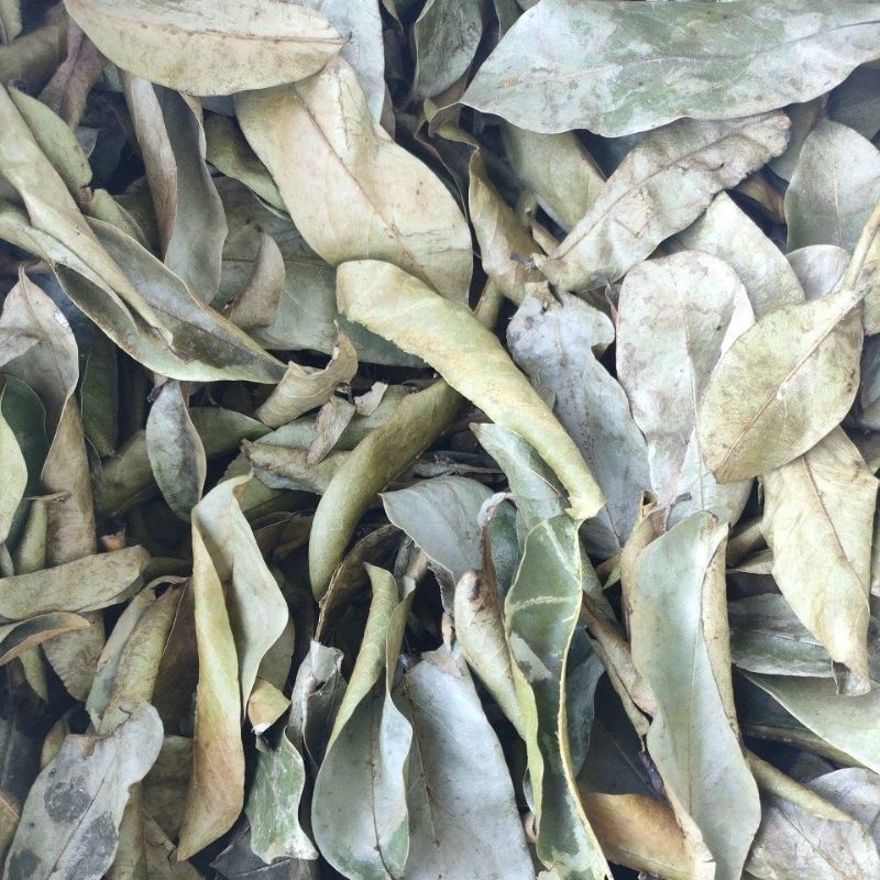 

daun sirsak kering