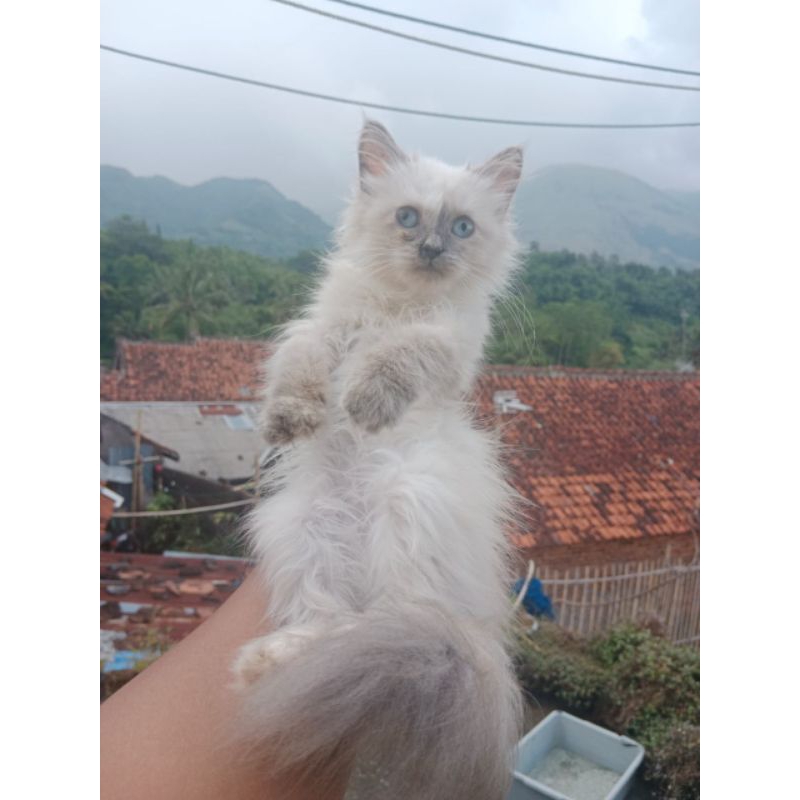 PERSIA HIMALAYA BONEKA