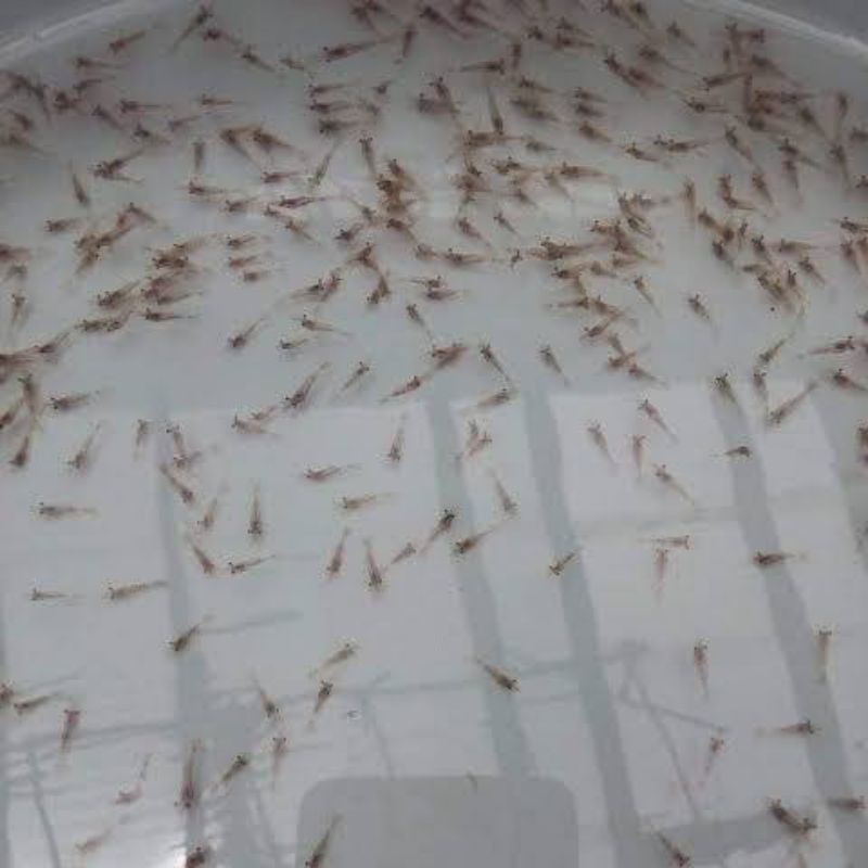 

udang kecil Air tawar Baby udang segar 25 E