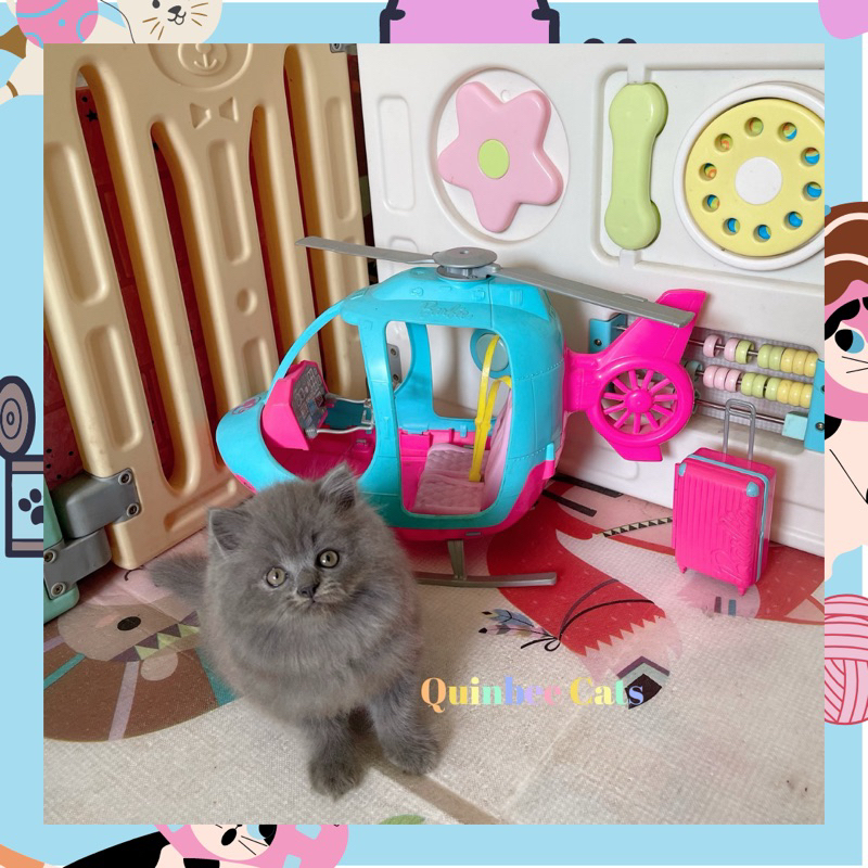 kucing Persia Flatnose jantan blue solid / abu