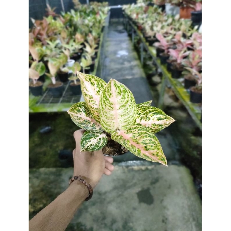 aglonema Widuri orange