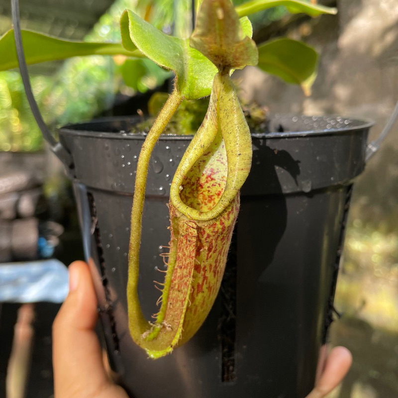 Nepenthes (Kantong Semar) Maxima Wavy