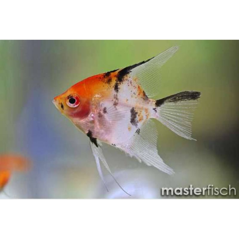 manfish red devil
