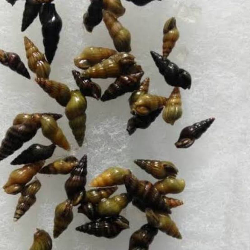 keong assasin / keong hias aquascape