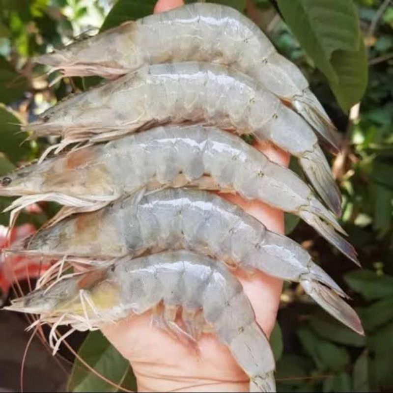 

Udang Vaname 1kg Segar Udang fresh Seafood