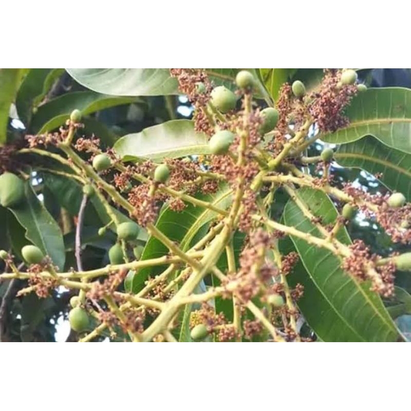 bibit tanaman mangga manalagi berbunga