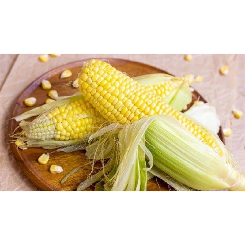 

Jagung Manis berkualitas
