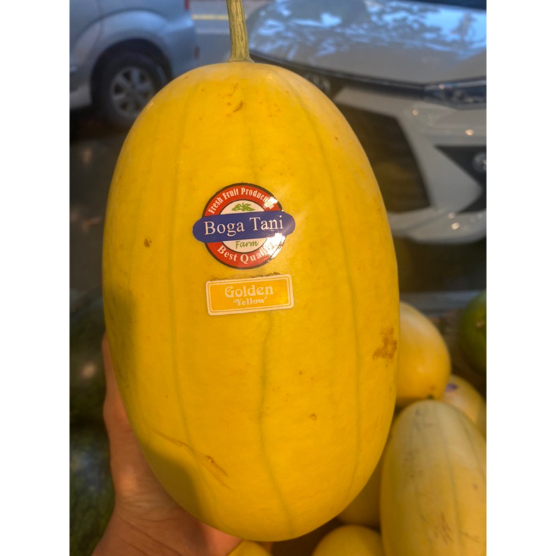 

Semangka Bogatani | Buah semangka Bogatani golden / semangka kuning