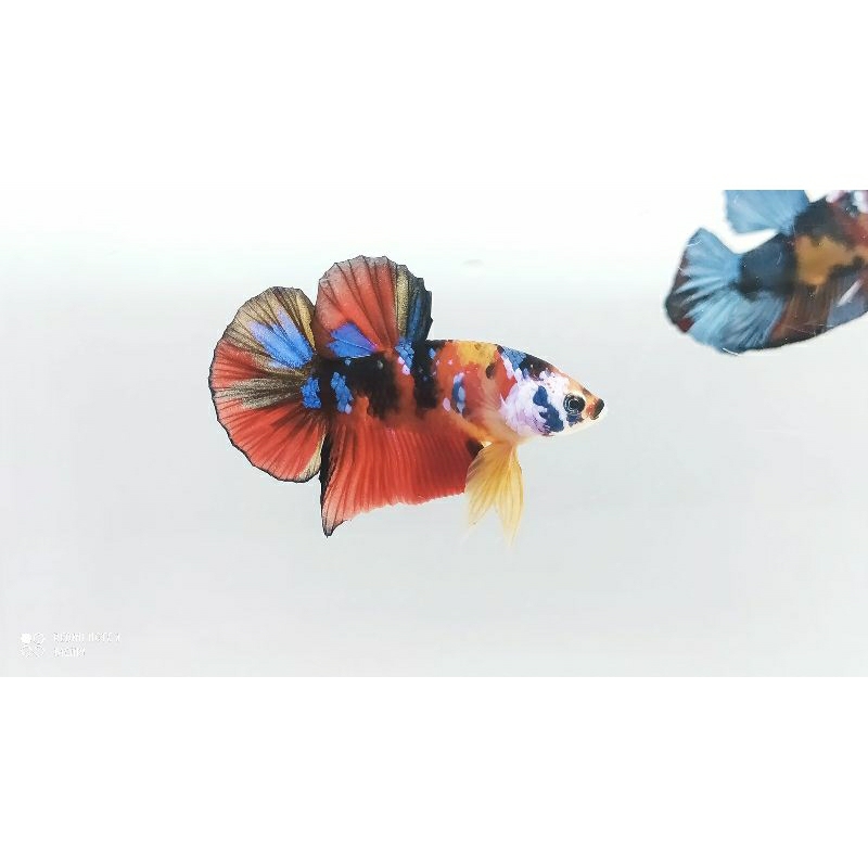 cupang plakat cupang multi colour cupang Nemo classic cupang koi galaxy cupang Avatar cupang candy c