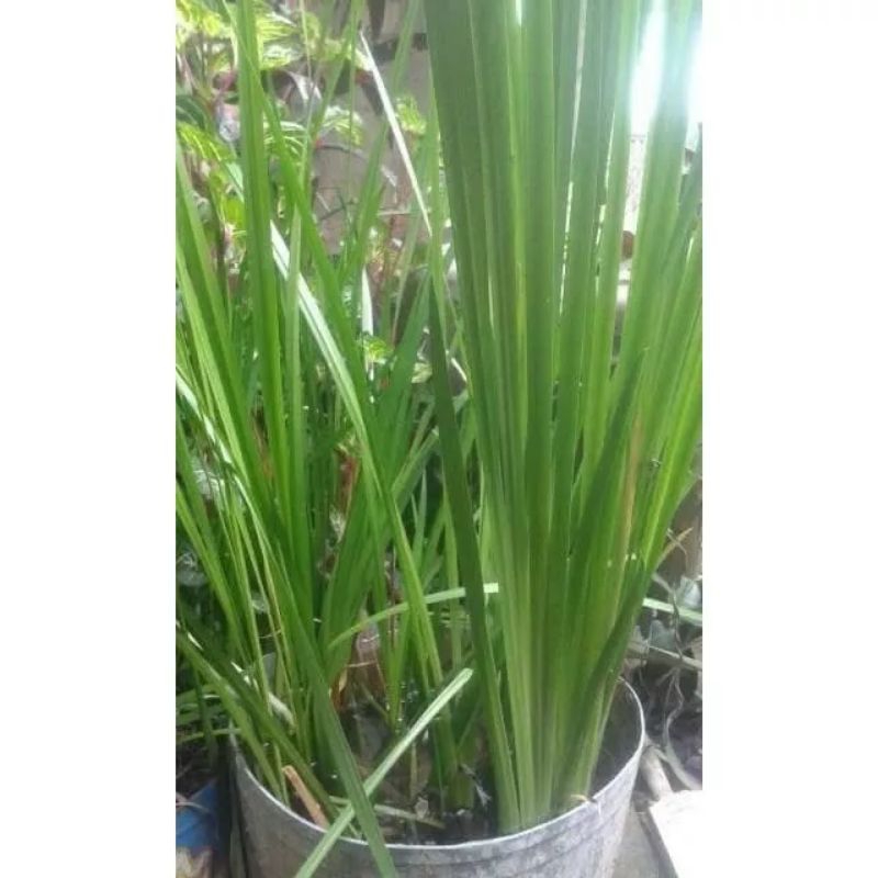 

250g DAUN DELINGO DELINGU HERBAL DAN WANGI