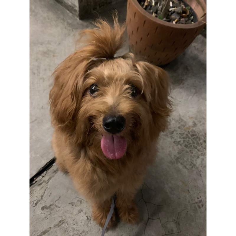 TERIMA JASA PACAK ANJING MALTIPO ( MALTESE X POODLE) INI FOTO JANTAN NYA BACA DULU DESKRIPSI