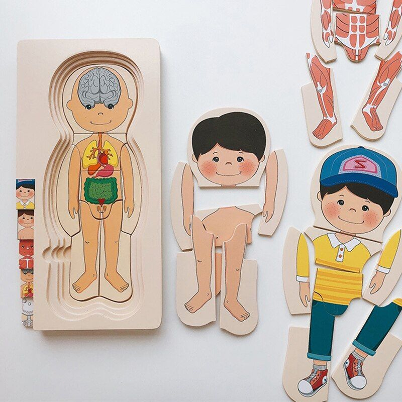 Human Body Puzzle Multilayer Anatomy Educational Wooden Puzzle Anak Montessori Puzzle Games