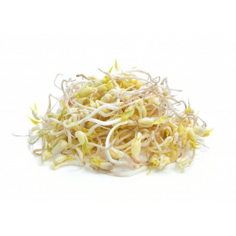 

TAUGE/CAMBAH segar harga per 200gr