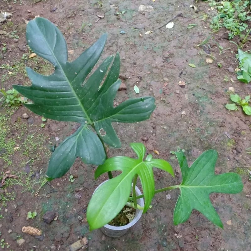 DIARY PETANI - Tanaman Hias Rambat Philodendron Pedatum Pilo Pedatum