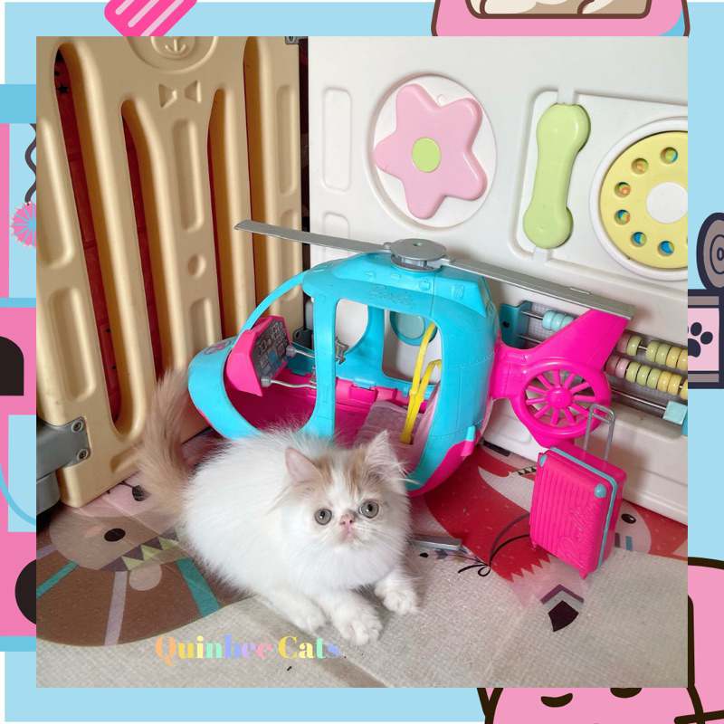 kucing Persia Peaknose Jantan Red Van / Oren putih